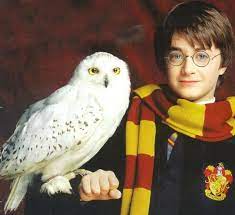 Owl Names The 300 Most Popular Names For Owls Petpress