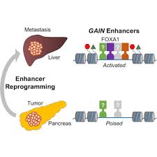 These components can facilitate desmoplasia and immunosuppression in primary and metastatic sites or can promote metastasis by stimulating angiogenesis/lymphangiogenesis. Enhancer Reprogramming Promotes Pancreatic Cancer Metastasis Sciencedirect