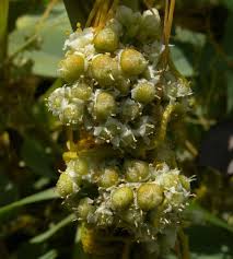 Image result for Cuscuta australis