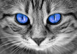 An example of linkage might be silver tabby cats that are often required to have green eyes3. Cat Eye Colors Why Cats Eyes Changing Colors Happy Cats Online