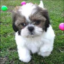 They are registered with ckc and they will come with first month shots. Shih Tzu Puppies For Sale Virginia Beach Va 92385