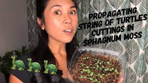 Check spelling or type a new query. Propagating String Of Turtles Peperomia Prostrata Cuttings Youtube