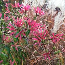 Planting and cultivation of heptacodium miconoides (seven sons plant). Seven Son Flower Heptacodium Miconioides The Gardener S Eden