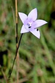 Image result for Wahlenbergia krebsii
