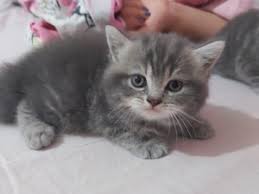 Adana Kedi Ilanlari