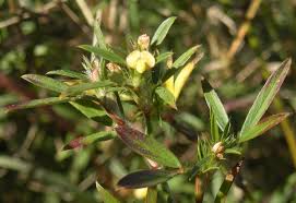 Image result for Stylosanthes fruticosa