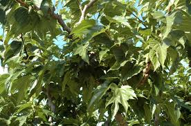 Pourquoi Mon Murier Platane Perd Il Ses Branches