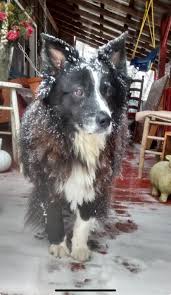 Life with BorderCollie