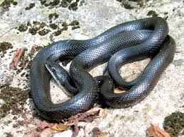 Elaphe Obsoleta Obsoleta Black Rat Snake Sighted Lake Minnewaska State Park Ny Rat Snake Black Rat Snake