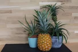 Ananas Einpflanzen Anleitung Tipps Zum Anbau Plantura In 2020 Ananas Pflanzen Ananas Einpflanzen Pflanzen