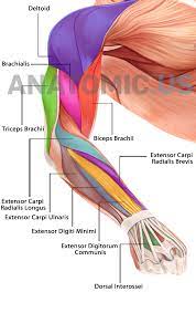 This is actually a compliment for a guy who has muscles so big that they look fake. Muscular System Anatomy Flashcards Anatomic Us Muscles Of Face Anatomy Cards Muscular System Anatomy Anatomy Flashcards Muscle Anatomy