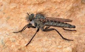 Image result for Asplenium markusbeckeri