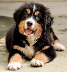 An alternative option here is to look for a golden retriever and bernese mountain dog mix for adoption. Tyson The Bernese Mountain Dog Http Www Dailypuppy Com Puppies Tyson The Bernese Mountain Dog 2013 04 09 Bernese Mountain Dog Dogs Mountain Dogs