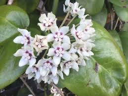 Image result for hoya plant flower