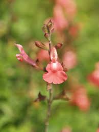 Image result for Sebaea microphylla