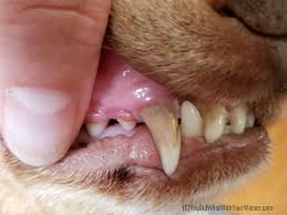 Pin On Dog Food