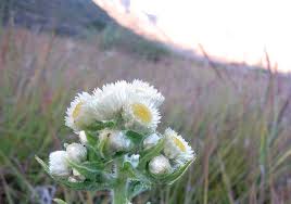 Image result for Helichrysum foetidum
