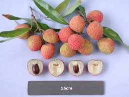 Résultat de recherche d'images pour "lychee trees"
