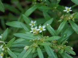 Image result for Molluginaceae