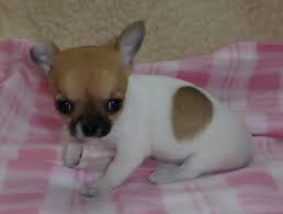 We provide a free lising service for chihuahua breeders to advertise their puppies in charleston, columbia, greenville, myrtle beach, spartenberg and anywhere else in south carolina. Toy Chihuahua Puppies For Sale Port Elizabeth Chihuahua Puppies Dog Breeders Gallery 89641