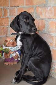 Pin By Dog Breeds On English Pointer English Pointer Dog English Pointer Puppy Pointer Dog