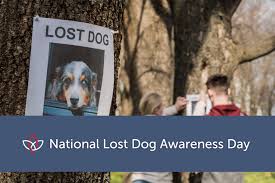 Image result for lost dog