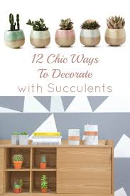 How to get rid of mealybugs on succulents. 12 Chic Ways To Decorate With Succulents How Does She