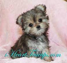 Are yorkies expensive to take care of? Teacup Puppies Prices Tiny Morkie Puppy Designer Puppy Puppies Morkie Puppies Puppy Breeds