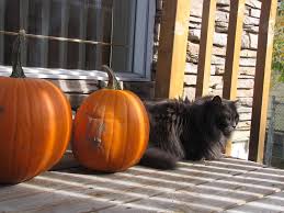 Pumpkin is often recommended for pets because of its fiber content. Pumpkin And Your Pet What Are The Benefits