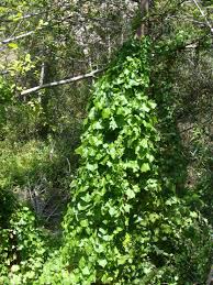 Image result for Delairea odorata