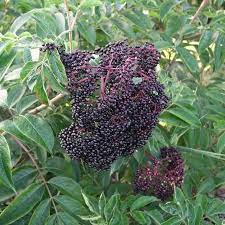 Bob Gordon Elderberry Food Forest Nursery Elderberry Plant Perennial Shrubs Elderberry Seeds