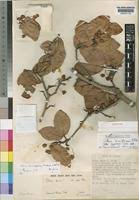 Image result for Ochna ovata