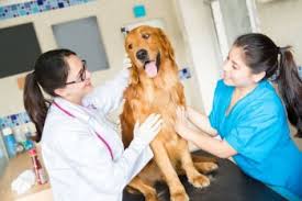 Post jobs, search for resumes, hiring resources Veterinary Assistant Berufsziel Gesundheit Hamburg