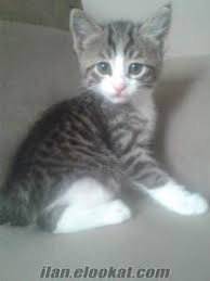 Kirikkale Kedi