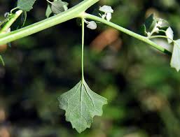 Image result for Chenopodium opulifolium