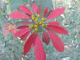 Image result for Cineraria pinnata