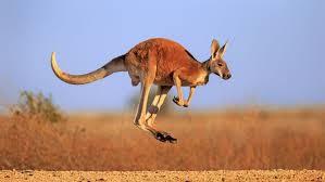 What do kangaroos eat has a simple answer they eat grass and leaves. Kangaroo Habitat Behavior And Diet