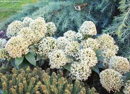'bowles' dwarf' is a compact variety that grows to 6″ tall and 18″ wide, with oval to inversely lance shaped, dark green leaves, to 1 1/2 inches long. Skimmia Japonica Moerings1 White Dwarf Havlis Cz