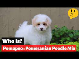 We did not find results for: Pomapoo A Complete Guide To The Pomeranian Poodle Mix Youtube