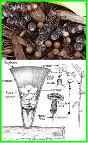 Image result for Pavetta hymenophylla