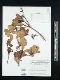 Image result for Manilkara koechlinii