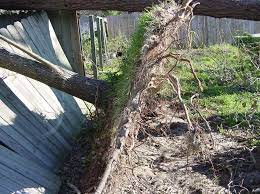 The permit allows the city to include the tree on the tree inventory, and ensures that the resident understands the requirements of street tree planting. Handling Lawn And Landscape Problems After A Storm Gardening In The Panhandle