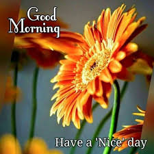 Free Good Morning Memes And Images Nice Good Morning Images Good Morning Images Morning Pictures