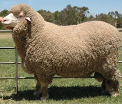 Stud rams, range rams, and ewe lambs for fine wool and range performance. Fine Wool Sheep Breeds Agriculture Site