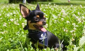 My brothers and sisters are all as cute as me. Apple Vs Deer Headed Chihuahuas What S The Difference