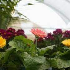 Pin On Gerbera