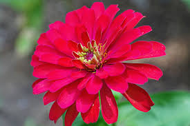 Poze : peisaj, natură, inflori, păpădie, floare, petală, arc, roz ...