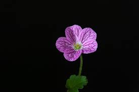 Image result for Geraniaceae