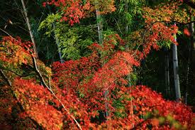 紅葉 竹 地蔵院 京都 秋 見ごろ 京都 秋 地蔵 紅葉 絶景