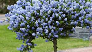 Vendita online pianta kunzea, arbusto sempreverde, con foglie. 10 Piccoli Alberi Da Giardino Eurogiardinaggio Alberi Da Giardino Siepi Da Giardino Giardino